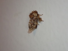 Isochaetes rufescens