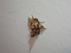 Isochaetes rufescens