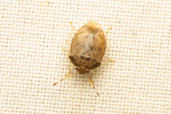 Menida