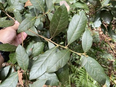 Actinodaphne mushaensis