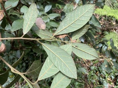Actinodaphne mushaensis