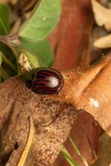 Paropsisterna octolineata