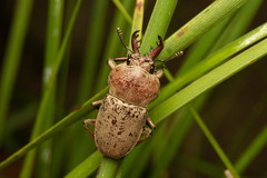 Cacostomus squamosus