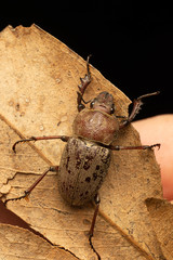 Cacostomus squamosus