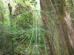Equisetum myriochaetum