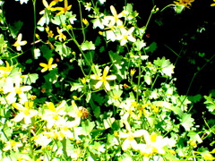 Eristalinus punctulatus