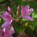 Indian Azalea - Photo (c) harum.koh, some rights reserved (CC BY-SA), uploaded by harum.koh