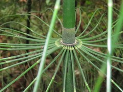 Equisetum myriochaetum