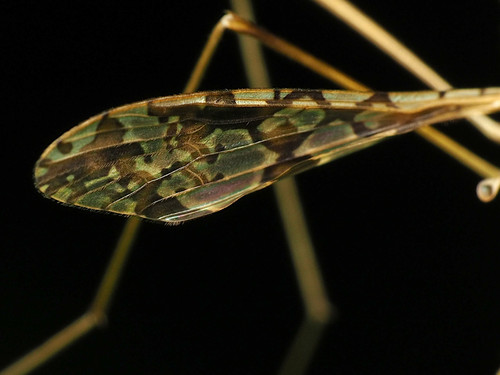 Spectacled Crane Fly photo 3