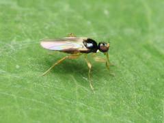 Stilpon tyconyx