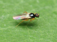 Stilpon tyconyx