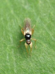 Stilpon tyconyx