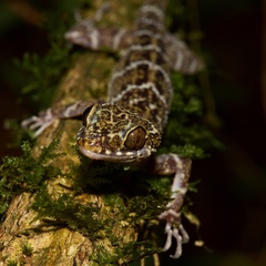 Cyrtodactylus consobrinus