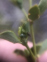 Asphondylia silicula