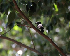 Cyornis sumatrensis