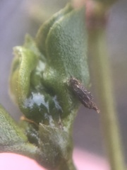 Asphondylia silicula