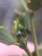 Asphondylia silicula