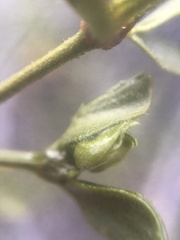 Asphondylia silicula