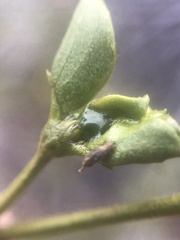 Asphondylia silicula