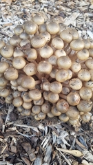 Fungi