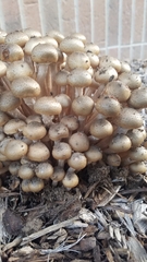 Fungi