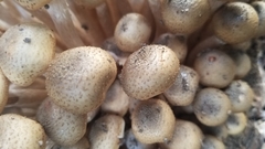Fungi