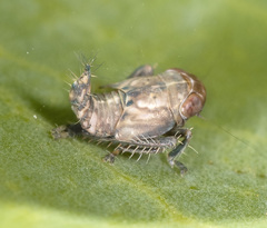 Tartessini