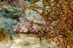 Thysanophrys cirronasus