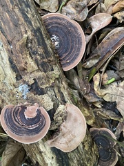 Nigroporus