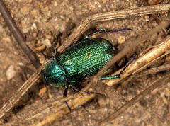 Diphucephala colaspidoides