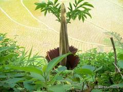 Amorphophallus titanum