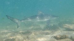 Carcharhinus cautus