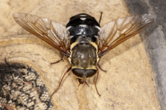 Triclista singularis