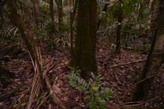 Pycnandra acuminata