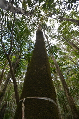 Pycnandra acuminata