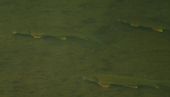 Carpiodes cyprinus