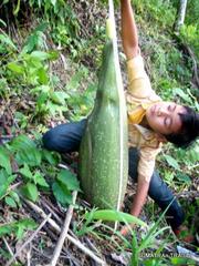 Amorphophallus titanum