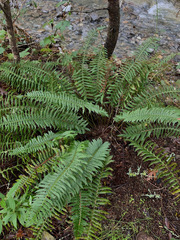 Polystichum californicum × munitum