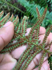 Polystichum californicum × munitum
