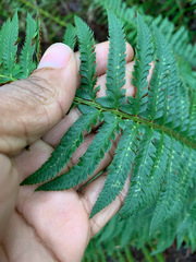 Polystichum californicum × munitum