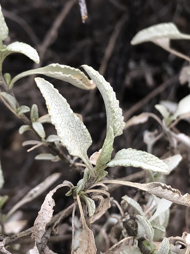 Ambrosia deltoidea