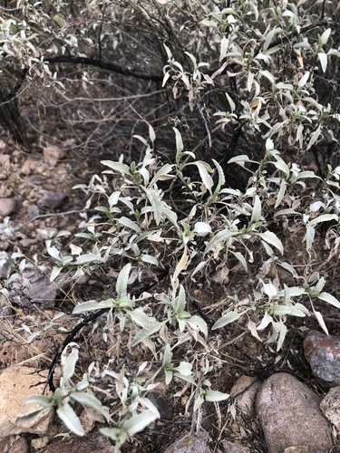 Ambrosia deltoidea