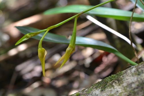 Bulbophyllum pachyanthum observed 2021-12-21