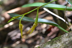 Bulbophyllum pachyanthum