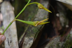 Bulbophyllum pachyanthum