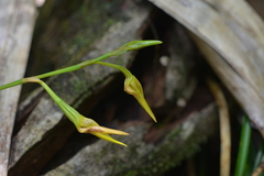 Bulbophyllum pachyanthum