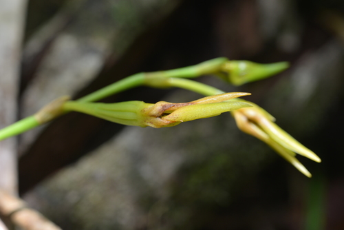 Bulbophyllum pachyanthum in life