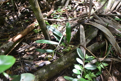 Bulbophyllum pachyanthum