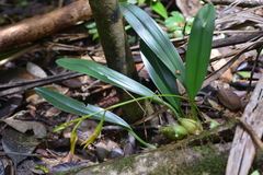 Bulbophyllum pachyanthum