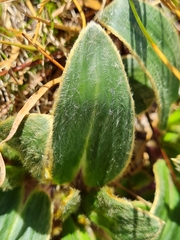 Celmisia verbascifolia